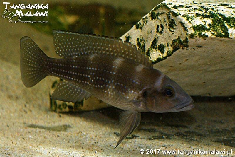 Neolamprologus tetracanthus